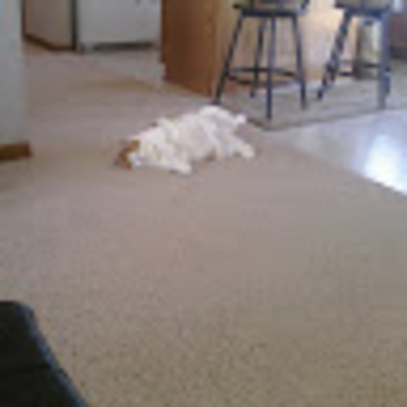 Meet your Posher, #puppy squad - Picture 1 of 1